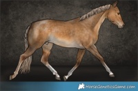 Horse Color:Chocolate Palomino Dun Sabino 
