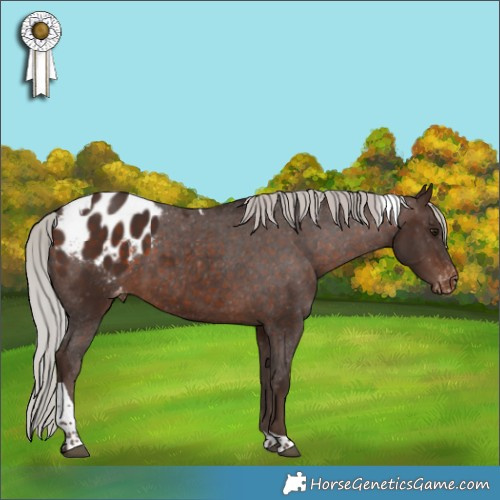 Horse Color:Silver Brown Tobiano Appaloosa 