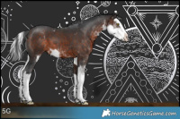 Horse Color:Bay Sabino Splash 