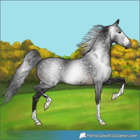 Horse Color:Gray Brown