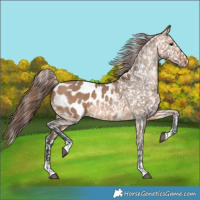 Horse Color:Bay Dun Appaloosa 