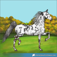 Horse Color:Gray Liver Chestnut Appaloosa
