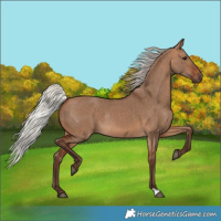 Horse Color:Silver Bay Dun Rabicano 