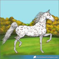 Horse Color:Silver Black Appaloosa Rabicano