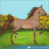 Horse Color:Red Dun 