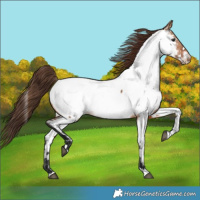Horse Color:Bay Dun Near Fewspot Rabicano 