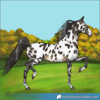 Horse Color:Buckskin Near Leopard 