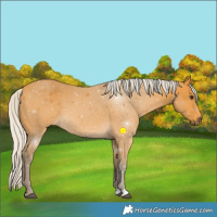 Horse Color:Silver Buckskin 