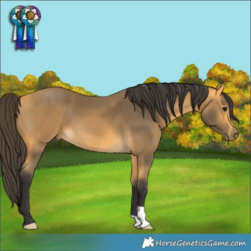 Horse Color:Buckskin 