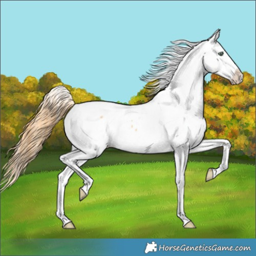 Horse Color:Amber Cream Champagne Dun Near Fewspot 