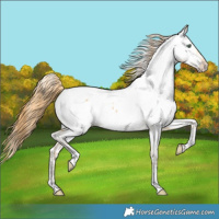 Horse Color:Amber Cream Champagne Dun Appaloosa 