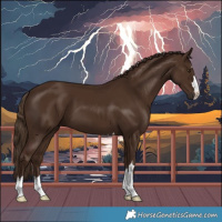 Horse Color:Liver Chestnut