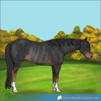 Horse Color:Liver Chestnut Rabicano 