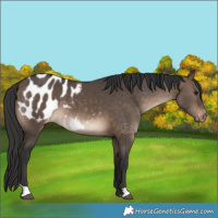 Horse Color:Brown Dun Appaloosa 