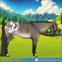 Horse Color:Brown Dun Blanket Brindle 