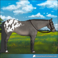 Horse Color:Grullo Appaloosa Brindle 