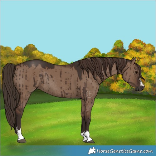 Horse Color:Liver Red Dun Rabicano Brindle 