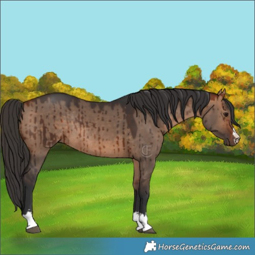 Horse Color:Bay Dun Rabicano Brindle 
