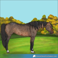Horse Color:Brown Dun Rabicano Brindle 