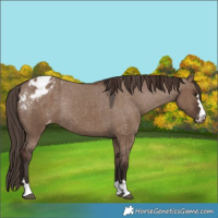 Horse Color:Liver Red Dun Appaloosa Rabicano 