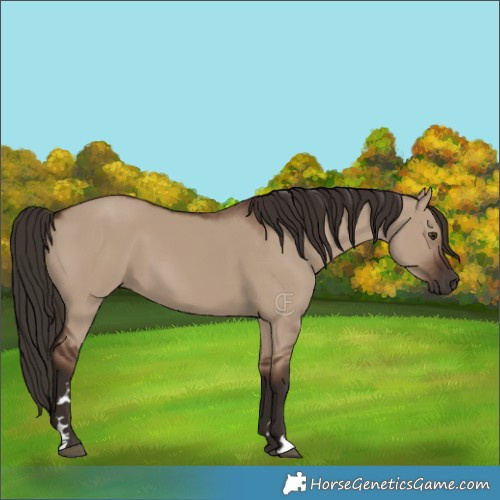 Horse Color:Liver Red Dun Rabicano 