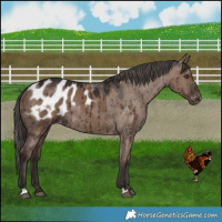 Horse Color:Liver Red Dun Appaloosa Rabicano Brindle 