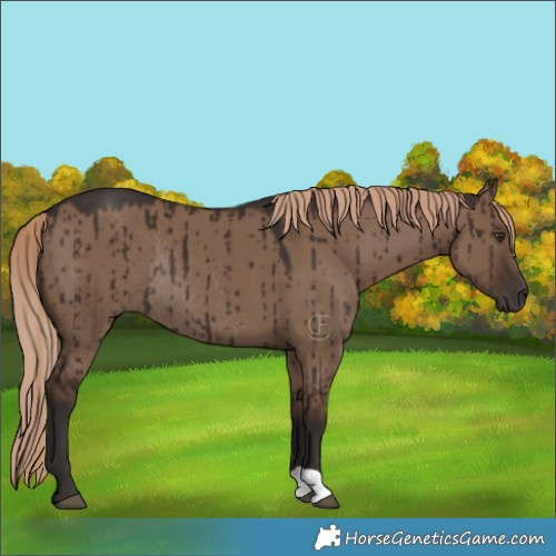 Horse Color:Liver Red Dun Rabicano Brindle 
