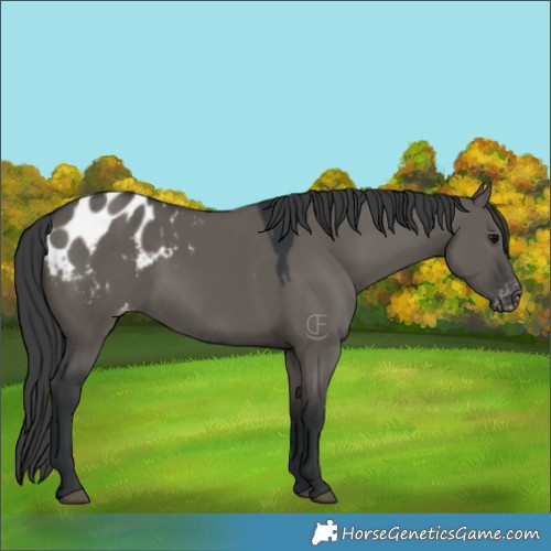 Horse Color:Grullo Blanket Rabicano 