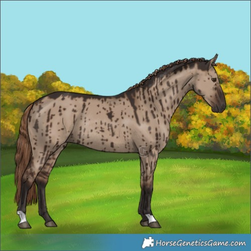 Horse Color:Liver Red Dun Rabicano Brindle 