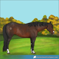 Horse Color:Liver Chestnut Rabicano 
