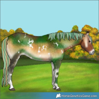 Horse Color:Painted White Spotted Chocolate Palomino Onyx 