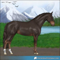 Horse Color:Liver Chestnut 