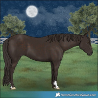 Horse Color:Liver Chestnut 