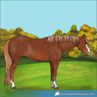 Horse Color:Chestnut Rabicano 