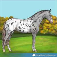 Horse Color:Liver Chestnut Appaloosa 