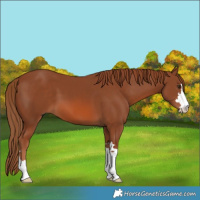 Horse Color:Chestnut 