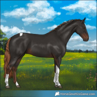 Horse Color:Liver Chestnut Tobiano 