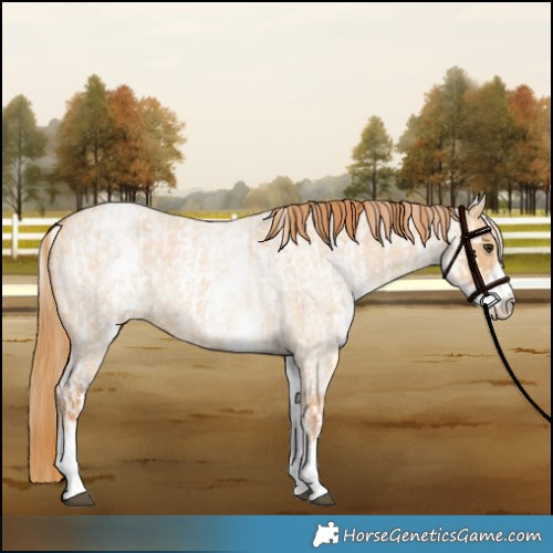 Horse Color:White Spotted Red Dun Rabicano and White Spotted Red Dun Roan Rabicano