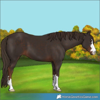 Horse Color:Liver Chestnut 