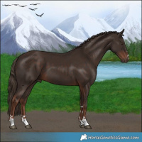 Horse Color:Liver Chestnut 