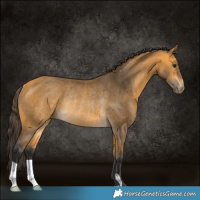 Horse Color:Buckskin Rabicano 