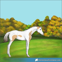 Horse Color:Sable Cream Champagne Sabino Splash Tobiano