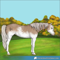 Horse Color:White Spotted Silver Grullo Sabino 