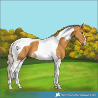 Horse Color:Palomino Sabino Tobiano