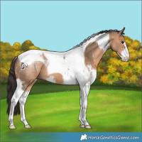 Horse Color:Bay Dun Sabino Tobiano