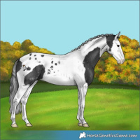 Horse Color:Black Splash Tobiano