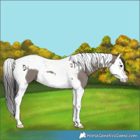 Horse Color:Smoky Grullo Splash Tobiano