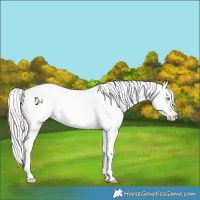 Horse Color:Perlino Dun Sabino Splash Tobiano