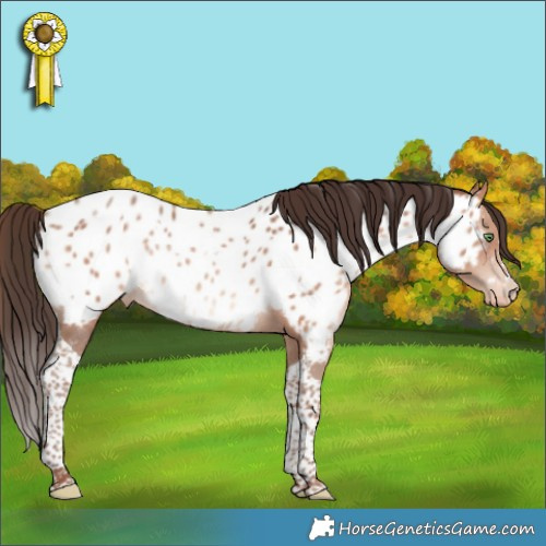 Horse Color:Amber Champagne Tobiano Appaloosa 