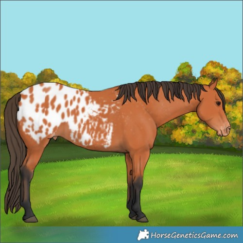 Horse Color:Bay Appaloosa 